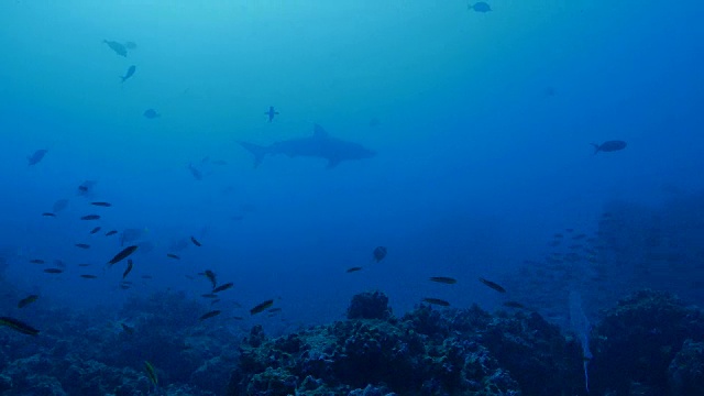 野生加拉帕戈斯鲨鱼在海底珊瑚礁巡航视频素材