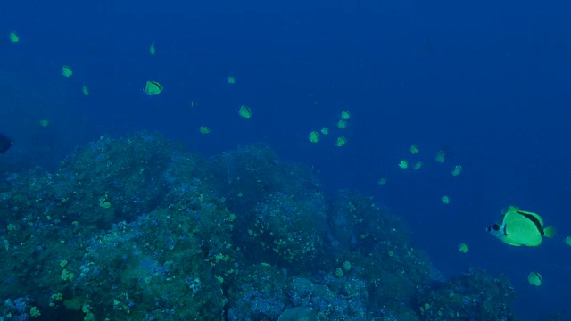 黑鼻蝴蝶鱼(Johnrandallia nigrirostris)，狼岛，加拉帕戈斯视频素材