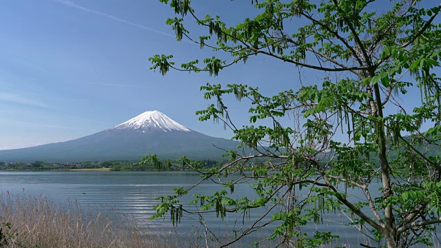 春天的富士山越过川口湖视频素材