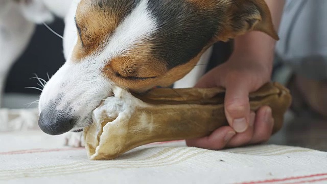 狗躺着咬狗的骨头视频素材