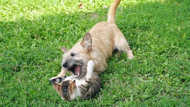 一场狗和猫的战斗视频素材