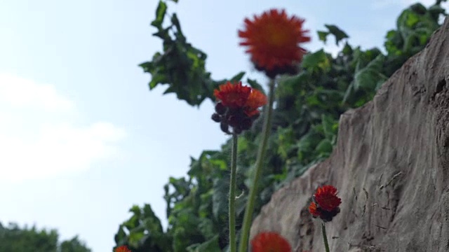 鬼画风中的花视频素材