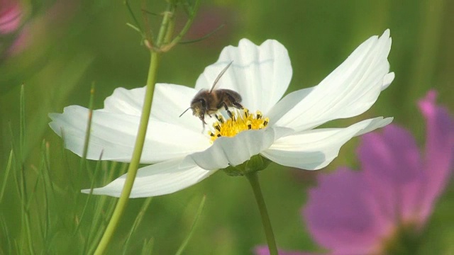 蜜蜂从一朵白花上采集花粉视频素材