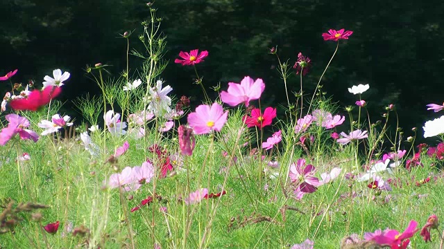 花的田野，花的自然视频素材