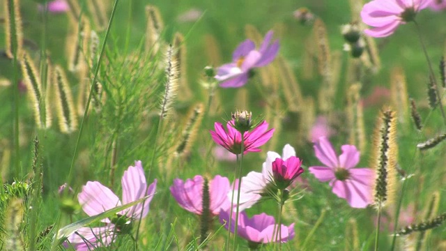 花美丽的原野花自然视频素材