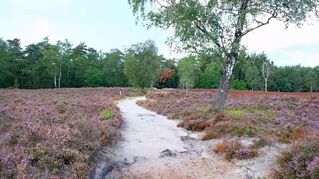 在一个夏天的一天里，漫步在石南花盛开的风景中视频素材