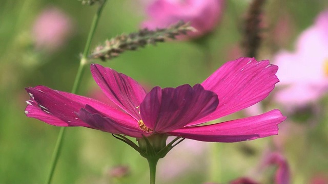 花田的花，自然红色的花视频素材