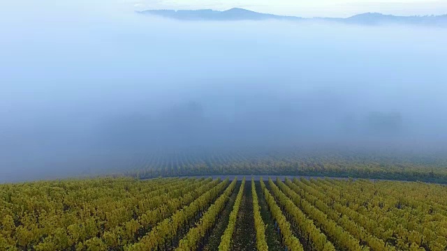 秋天的葡萄园，艾尔库普，萨尔谷，莱茵兰-普法尔茨，德国，欧洲视频素材