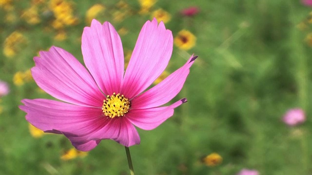 粉红色的花视频素材