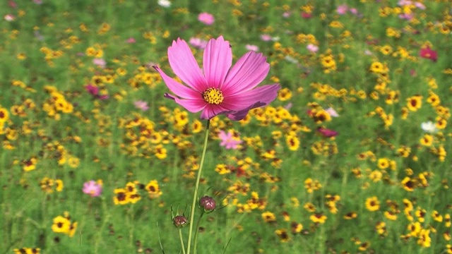 花的田野，花的自然视频素材