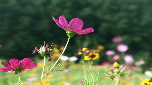 田花粉红色的花视频素材