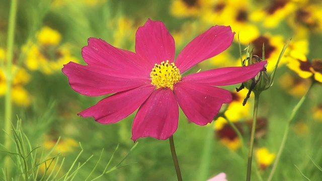 红花之田，花之自然视频素材