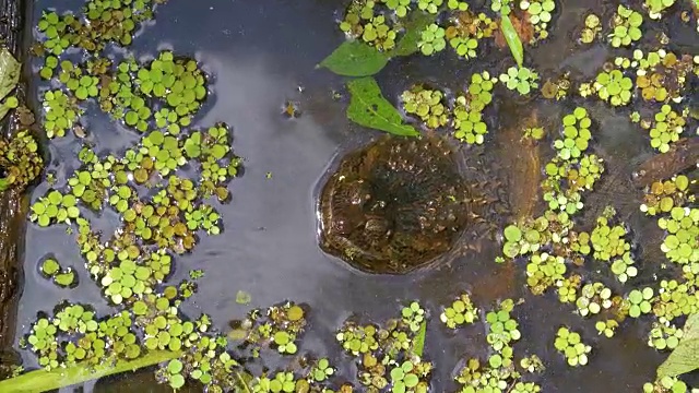 佛罗里达丛林沼泽里的啮龟视频素材