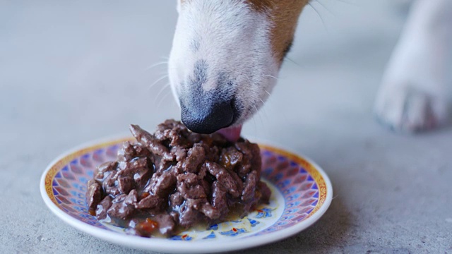 小狗品种杰克罗素梗吃食物从一个碟在露天视频素材