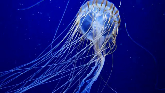 4K月亮水母水族馆视频素材