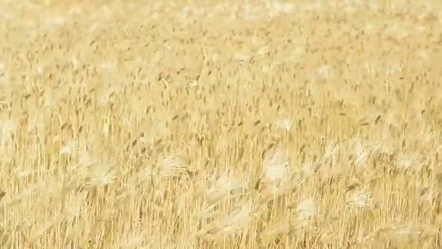 日本长野的麦田在风中飘扬的视频视频素材