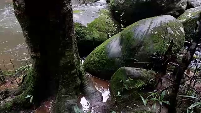 小溪流淌着岩石和树木视频素材