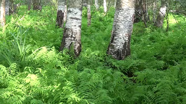 夏季桦树林与绿色蕨类种植园视频素材