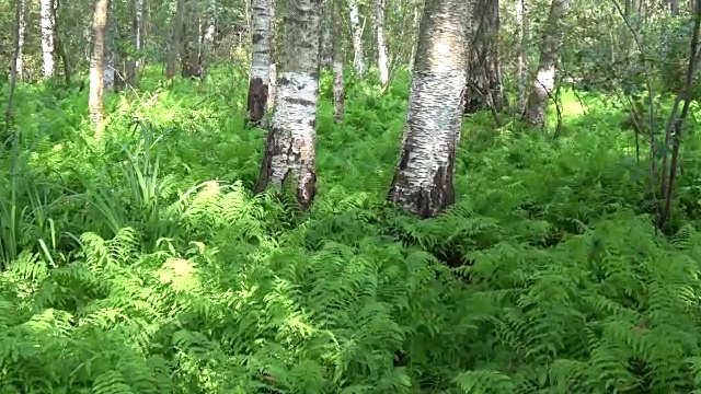 美丽的野生绿蕨种植园在白桦林视频素材