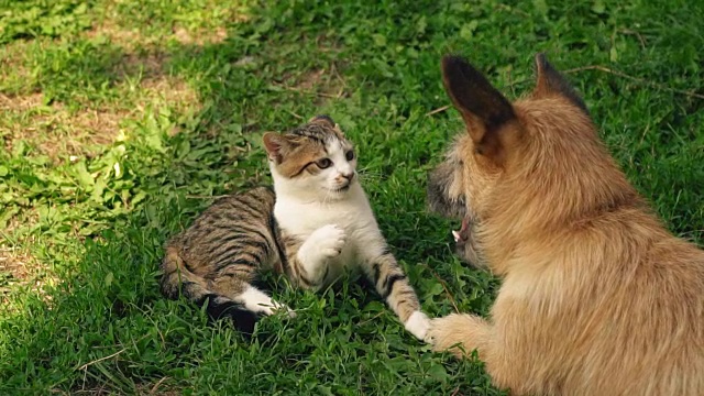 一场狗和猫的战斗视频素材