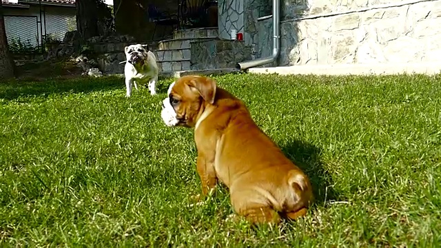 漂亮的小牛头犬和大牛头犬一起玩耍视频素材