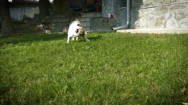 漂亮的小牛头犬和大牛头犬一起玩耍视频素材