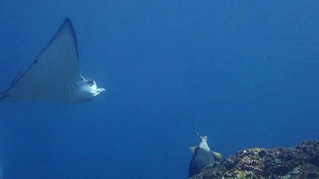 与海洋动物一起潜水。视频素材