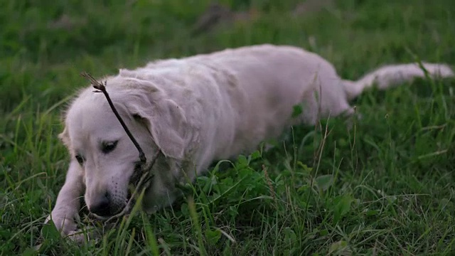 绿色的林间空地上，一只快乐的金毛猎犬啃着一根魔杖视频素材