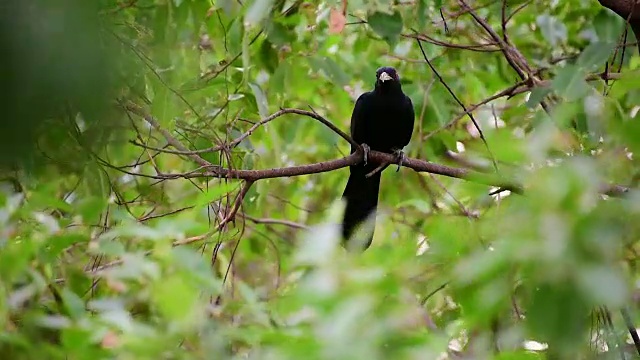 在自然界中栖息在树上的鸟(亚洲柏树)视频素材