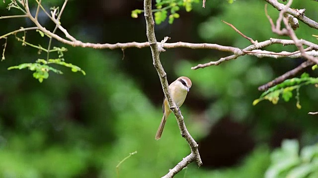 在野外的树上的鸟(棕色伯劳鸟)视频素材