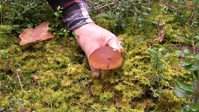 在森林里采摘牛肝菌或牛肝菌视频素材