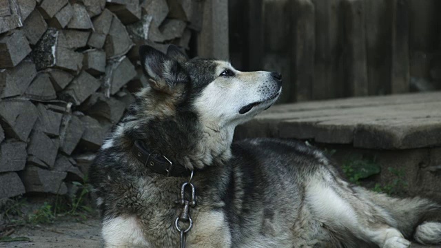 村子里的老狗视频素材