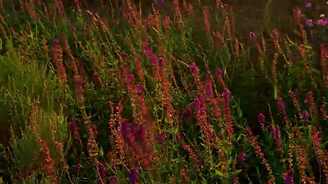 鼠尾草或鼠尾草随风飘动视频素材