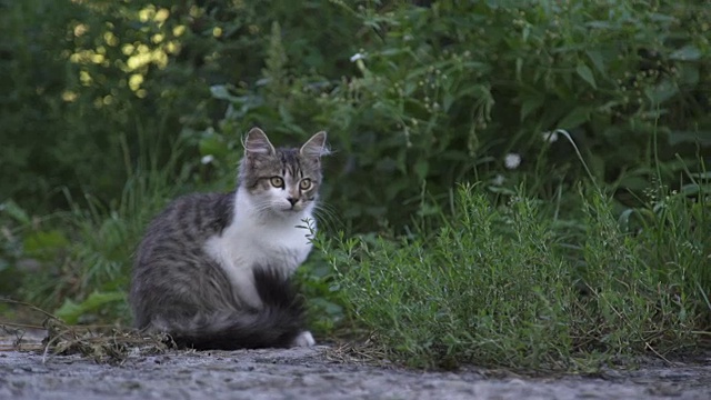 街上的猫，猫小孩视频素材