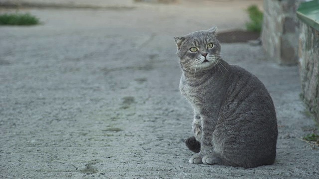 街上的猫，猫小孩视频素材