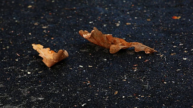 秋叶雨点沥青路视频素材