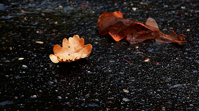 秋叶雨点沥青路视频素材