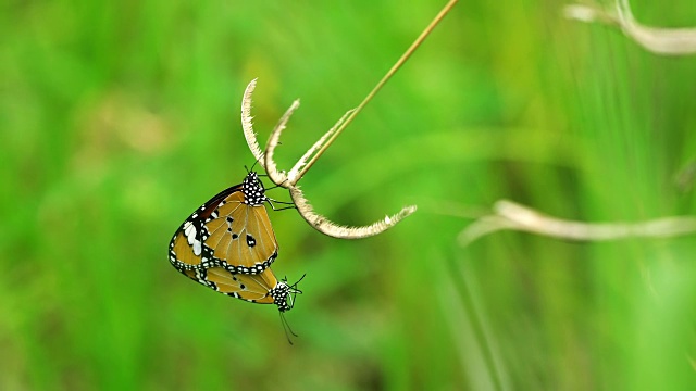 蝴蝶在高高的草丛上交配视频素材