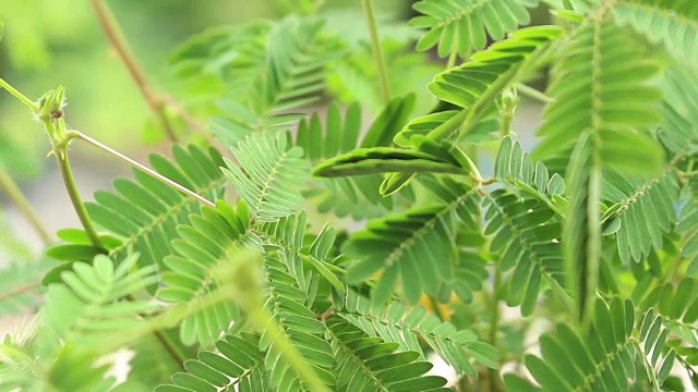 女人触摸敏感植物的叶子，也被称为含羞草，沉睡的植物，触摸我不或害羞的植物。视频素材