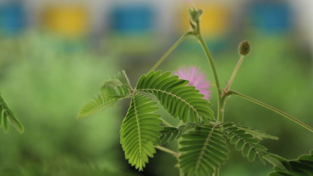 女人触摸含羞草的叶子，也被称为敏感植物，嗜睡植物，触摸我不或害羞植物。视频素材