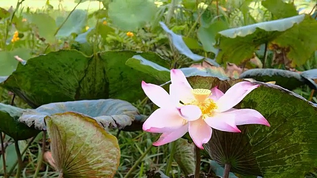 美丽的莲花。视频素材