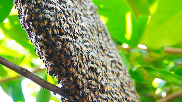 4 k:蜜蜂视频素材