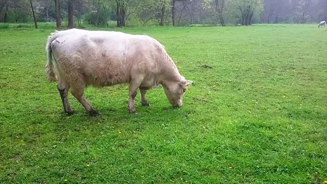 加洛韦牛在新鲜的春季牧场上吃草。用于肉类生产的农场动物。农业的主题。视频素材