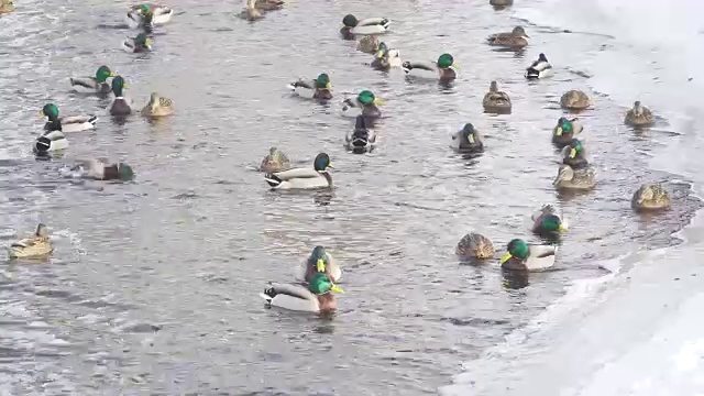 鸭子和公鸭在冬天的池塘里游泳视频素材