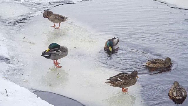 很少有鸭子和公鸭站在冬湖的浮冰上清理羽毛视频素材