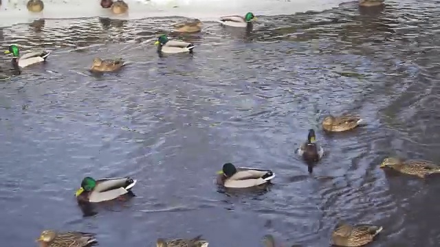 鸭子和公鸭在冬天的池塘里游泳视频素材