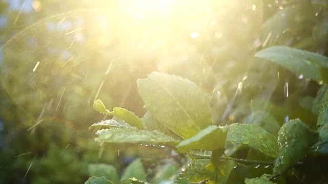 柠檬树上的水滴视频素材