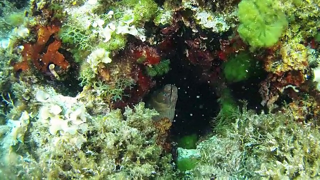 海洋野生动物海鳗藏在一个洞里视频素材