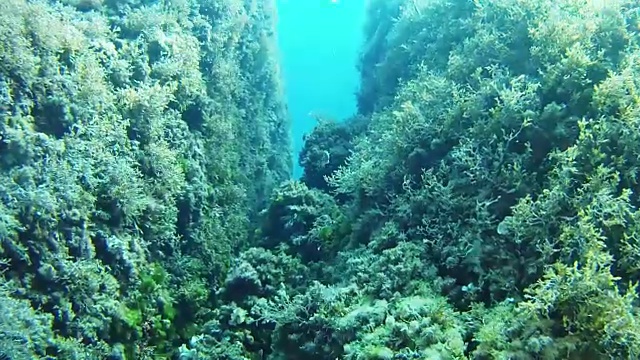 马略卡岛水下景观水肺潜水视频素材