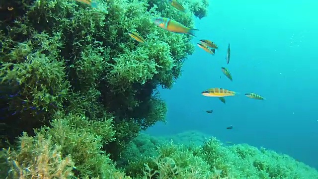 海洋景观在地中海潜水视频素材